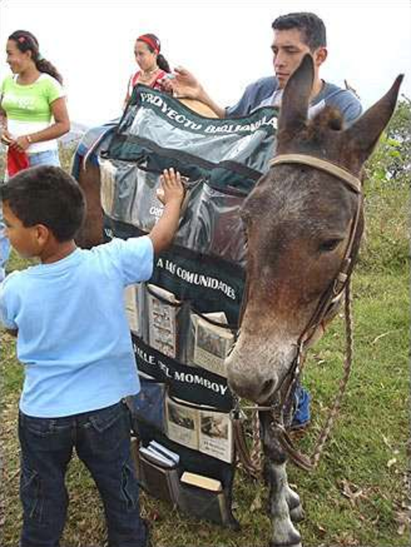 donkey
