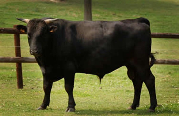 wagyu