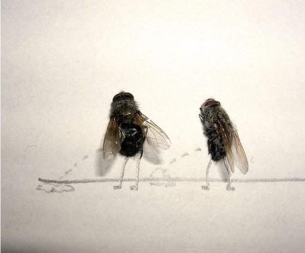711376-dead-flies-art