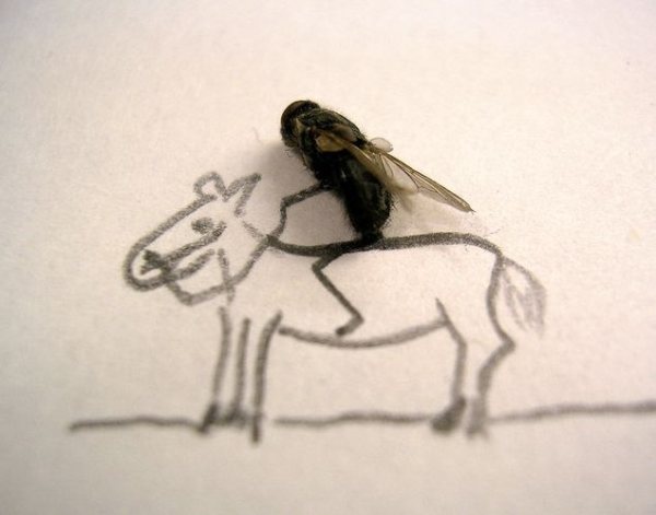 711379-dead-flies-art