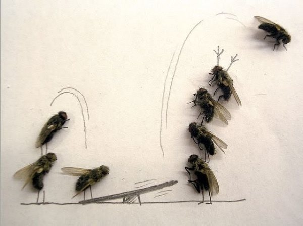711382-dead-flies-art