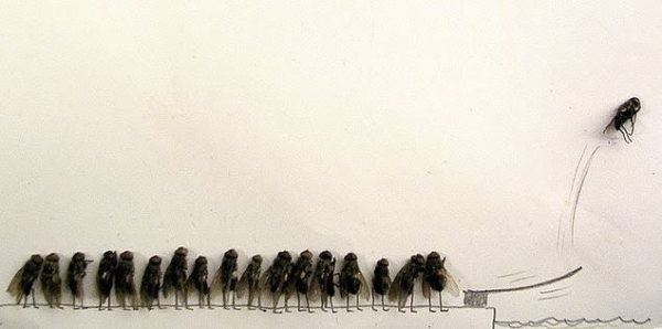 713099-dead-flies-art