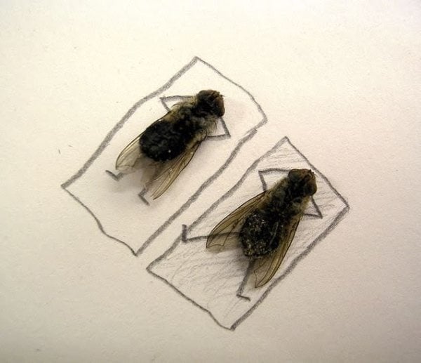 713664-dead-flies-art