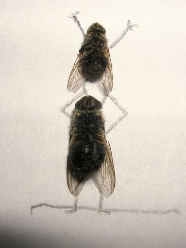 737955-dead-flies-art