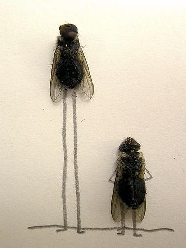 739003-dead-flies-art