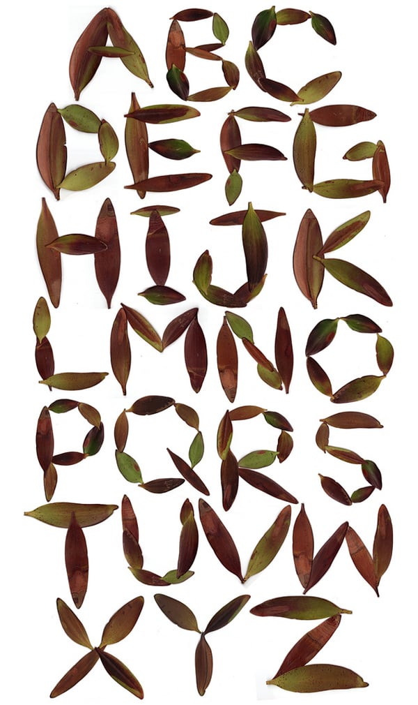 Leaf font by bawkbawk