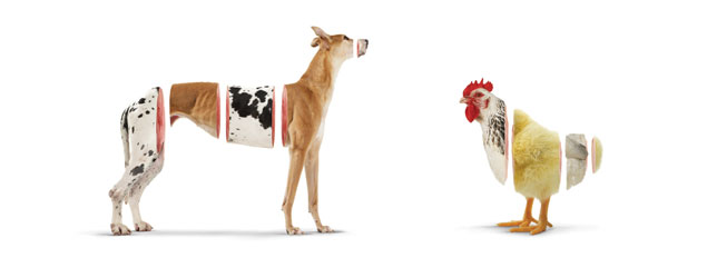 Dog & Chick