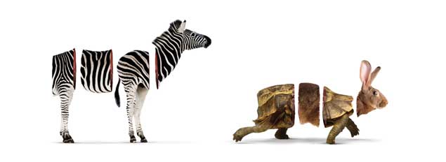 Zebra & TortoHare
