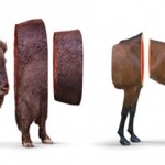 Buffalo-hourse