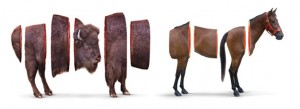 Buffalo-hourse
