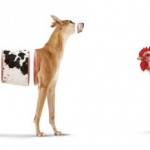 Dog-Chick