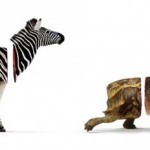 Zebra-Hare