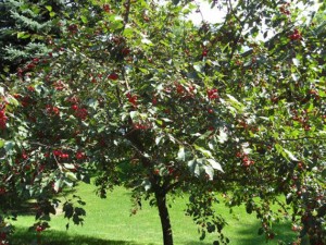 Cherry-Tree-header
