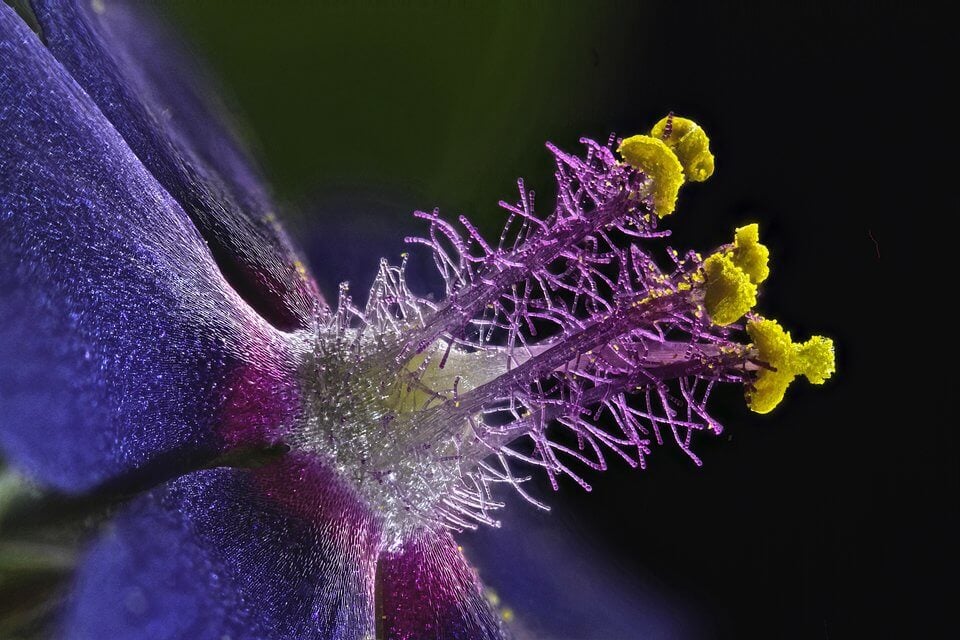 Microscopic images